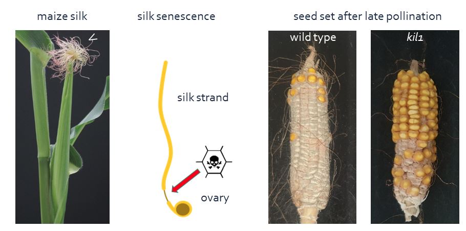 The Plant Cell in a Nutshell: KIL1 modulation extends fertility of flowers in maize/corn @laurenspauwels @MoritzNowack plantae.org/kil1-modulatio… @ASPB #PlantSci