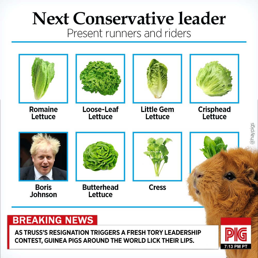 BREAKING: As Truss’s resignation triggers a fresh Tory leadership contest, guinea pigs around the world lick their lips. 🐹😋🥬❤️ #lettucewins #piggylogic #lizvslettuce #lizztruss #toryleadershipcontest #toryleadershipcontest2022v2 #guineapig #lettuce #lettucecam