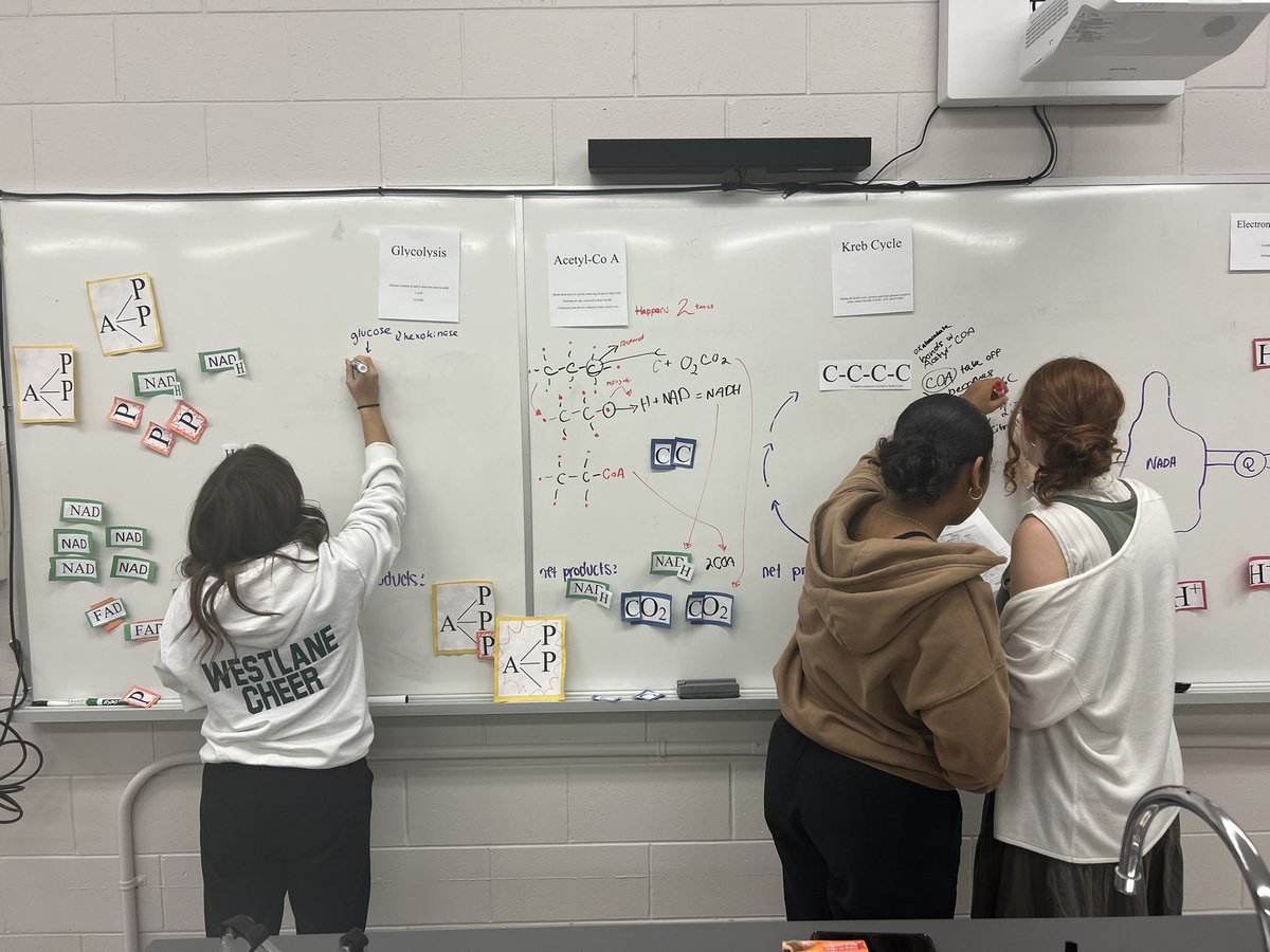 Ms_Sattin's tweet photo. Cellular respiration model lab with my SBI4U s’s #visuals https://t.co/SO9ppGh9t0