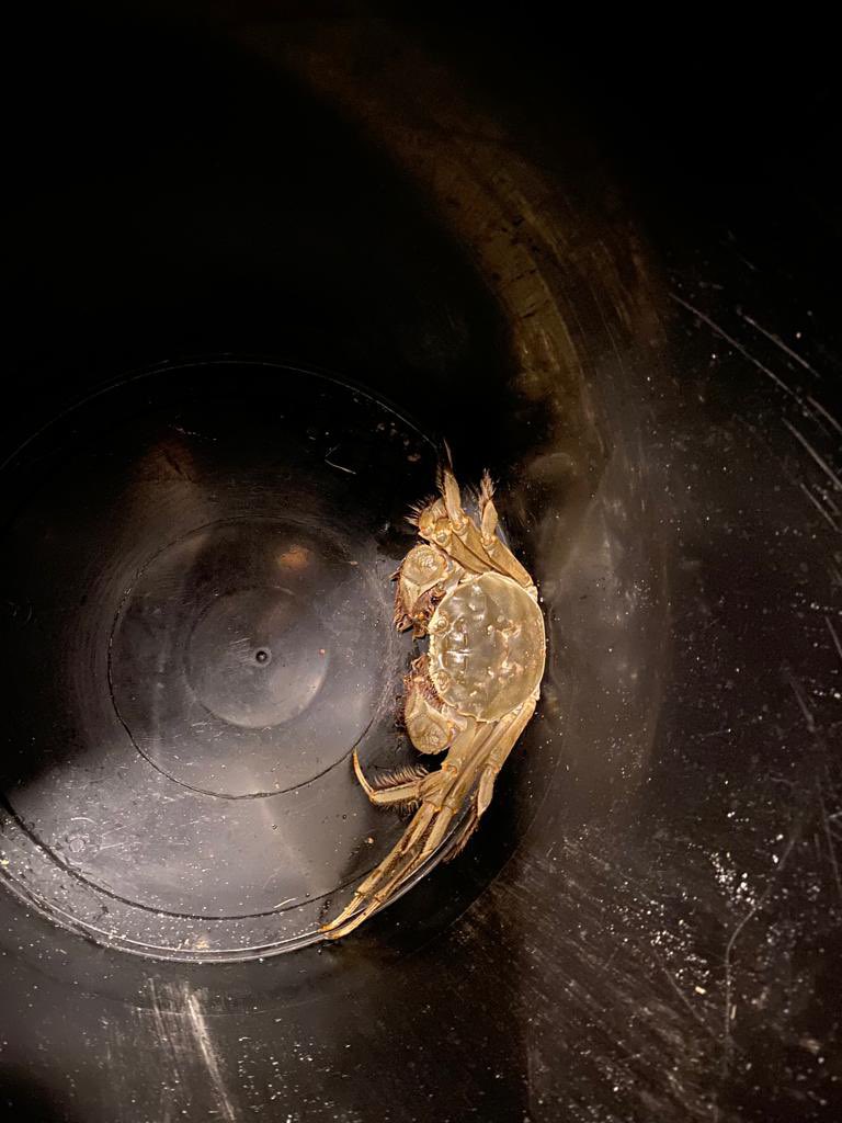 We’ve found this crab on our street in Cambridge. It had attracted a lot of local attention! Anyone know what it is? And what we should do with it ? We think it’s a Chinese mitten crab.