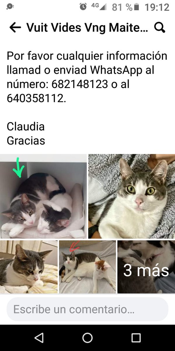 gats_protectora's tweet photo. Difusió!!
Ens passen aquesta publicació del Kai perdut a Vng al c/Joan Llaverias, pot estar per Vilanova o una altre població doncs el seu germà va aparèixer a bastants quilòmetres de Vilanova.
#difusio #gatperdut #XarxaBarcelonaPerduts #XarxaAnimalista  #vilanovailageltrú https://t.co/PTZEZTFxgd