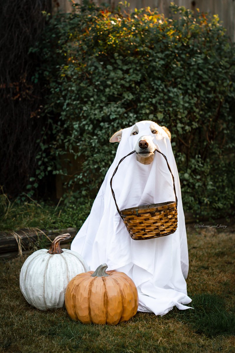 This is Boo Sheet! - Leena probably
#Halloween #Dogs #Boo
