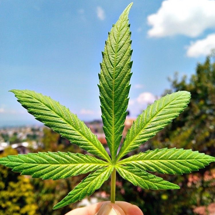 RastafariM's tweet photo. Lucky 7 https://t.co/yY0GjkXucD