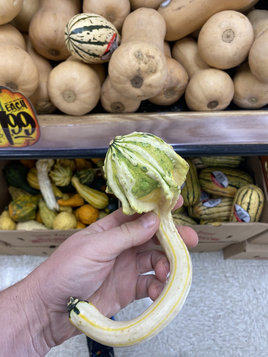 apiculturalLdn's tweet photo. Amazing variety of squash and pumpkin on offer in US super markets. Never seen spaghetti squash on shelves back home- I’ve had to grow it myself. Pollinated by Peponapis bees #squashbee #pumpkin #squash https://t.co/4W2jKOJ71j