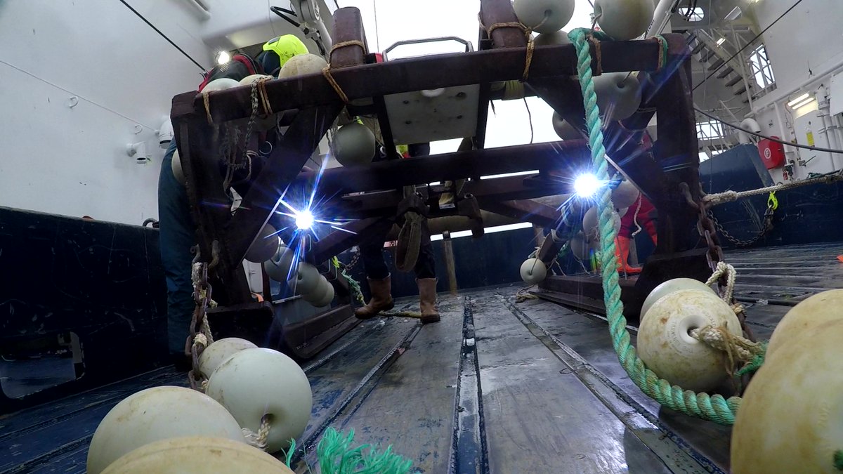 Fresh from the seafloor: #Greenland #deepsea video sled images brought to you by <a href="/ZSLScience/">ZSL Science</a> &amp; <a href="/GCRC_GINR/">GCRC</a>
Funded by: <a href="/MSCintheUK/">MSC in the UK</a>
<a href="/SandraRMaier/">Dr. Sandra Maier</a> @NadeschaZ <a href="/PJSJones/">Peter Jones</a> <a href="/DeepSeaSparrow/">Bridget Sparrow</a>