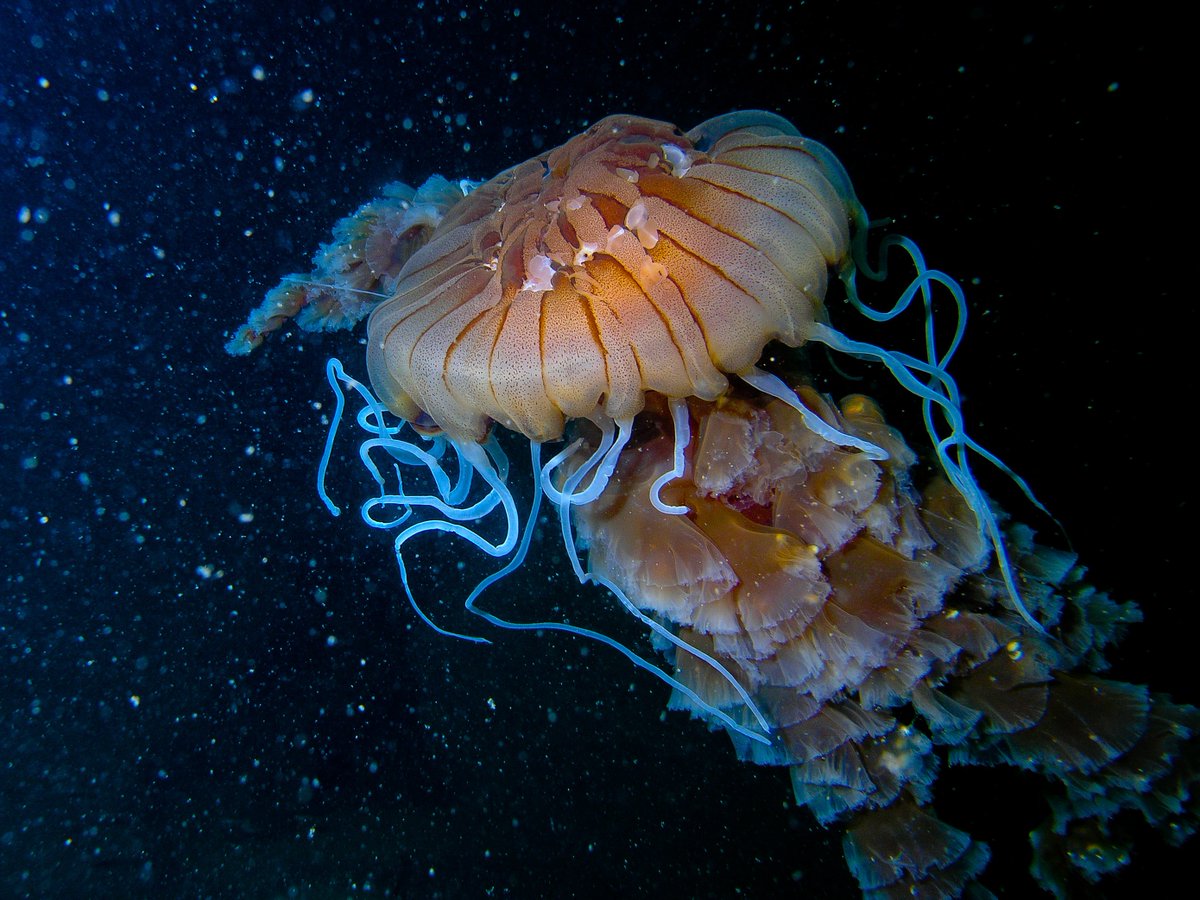 MissionBlue's tweet photo. "The ocean is the blue heart of the planet. Thirty percent by 2030 is a good start, but I say half, as soon as we can get there. How much of your heart do you want to protect?" @SylviaEarle

Photo by Colman Byrne https://t.co/GMzDLwkSnz
