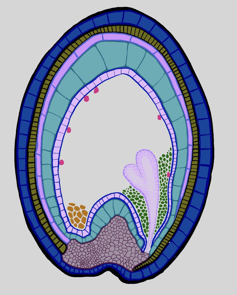 vvzzyzyx's tweet photo. #HeartStage #seed 
development in 
Arabidopsis thaliana. 
🌱✨
Exploring hue options. 

Which one do you like best?
#arabidopsis #planttwitter #plantphysiology #biology #botany #cellbiology #art #sciart #ScientificIllustration https://t.co/aPU31I8QIr