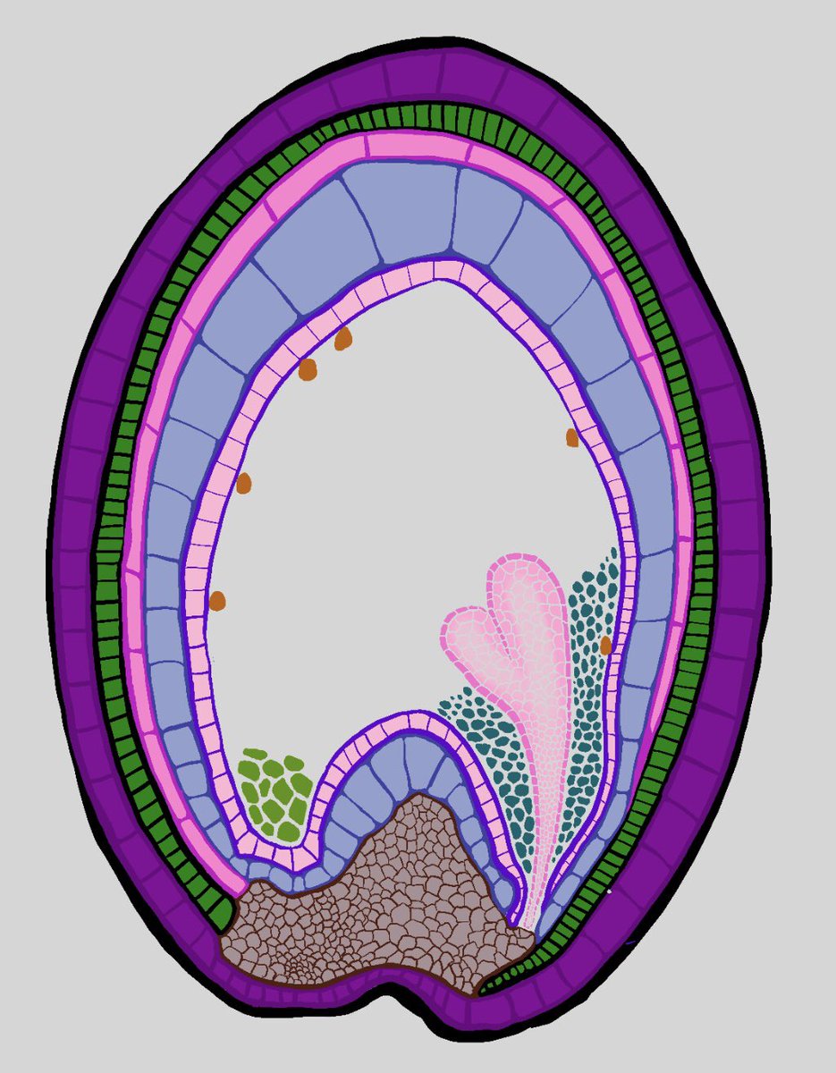 vvzzyzyx's tweet photo. #HeartStage #seed 
development in 
Arabidopsis thaliana. 
🌱✨
Exploring hue options. 

Which one do you like best?
#arabidopsis #planttwitter #plantphysiology #biology #botany #cellbiology #art #sciart #ScientificIllustration https://t.co/aPU31I8QIr