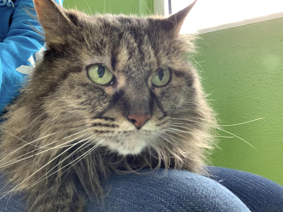 sahumane's tweet photo. This gentle beauty is 13 yr old Sukie, she's a cuddler &amp; enjoy sitting on your lap receiving love 🥰. She’s a senior kitty looking for a home called forever. Sukie is a real prize &amp; her new family will be lucky to have her. Adopt her at the SAHS today! https://t.co/hNAKVl2PwI