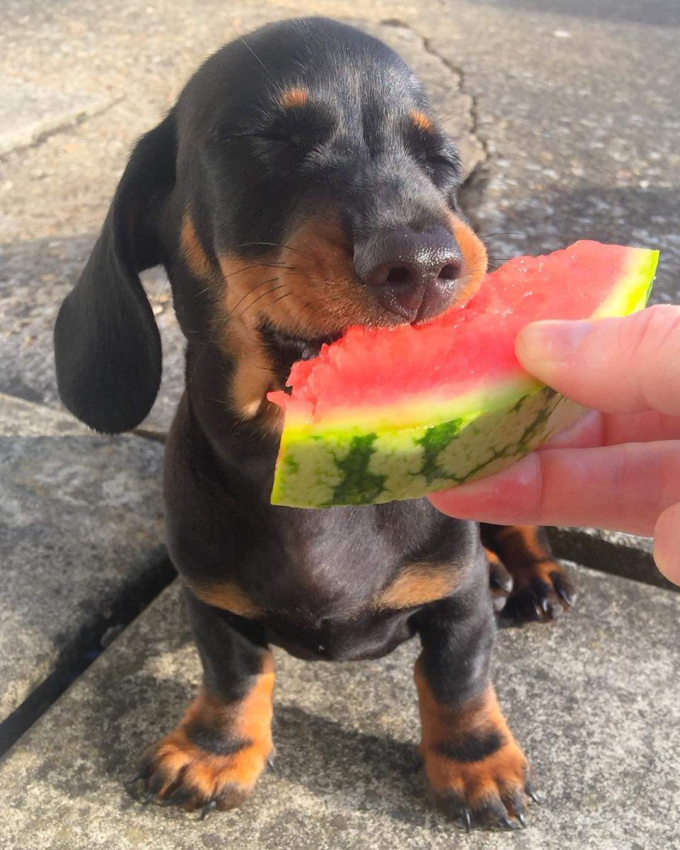 salsichinhas's tweet photo. Melancia docinha 🤤🍉 https://t.co/du4noWNqFy