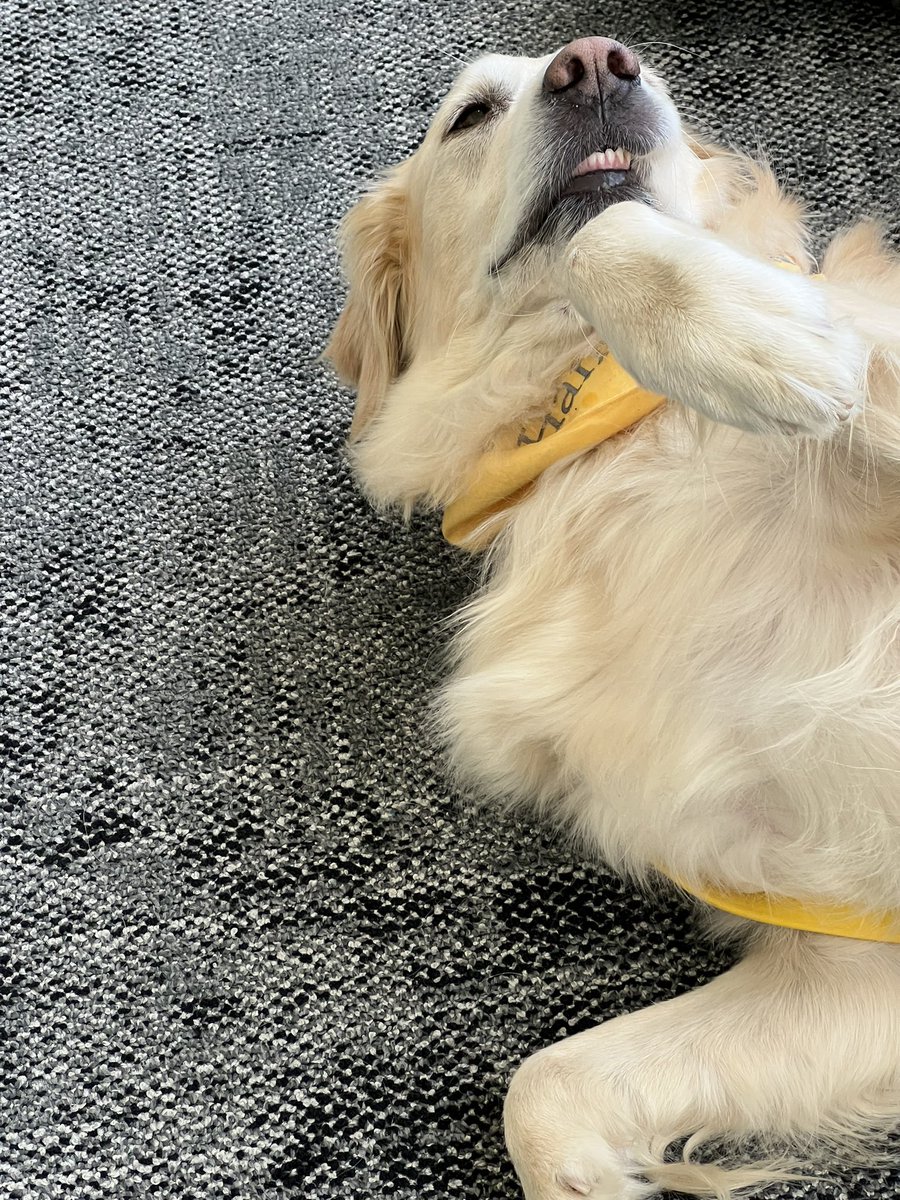 “Teef” and tummy scratches are officially part of #UABWellness Week, thanks to @HandinPawAL.