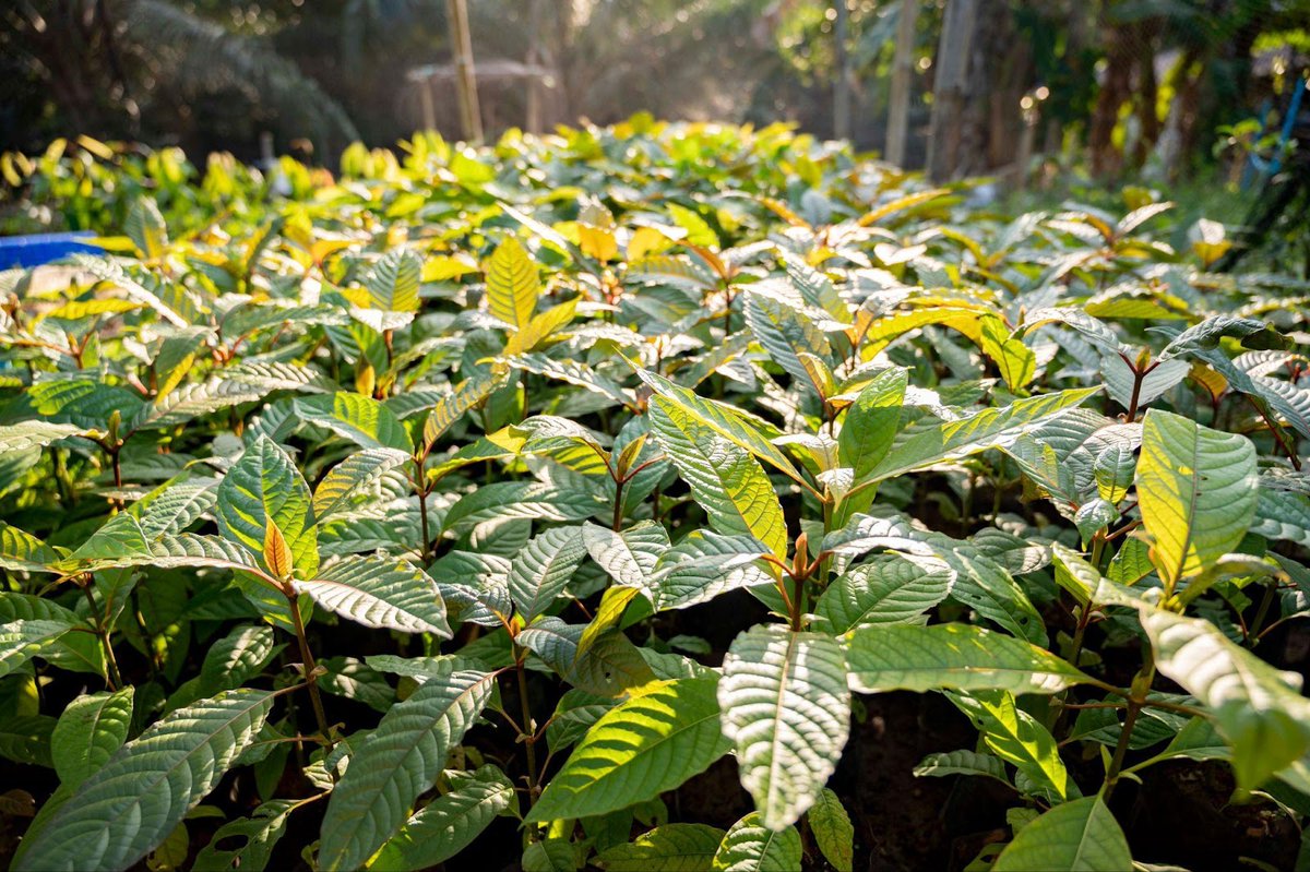 What Are The Different Kratom Strains &amp; How Did They Get Their Names? dlvr.it/SbR3ns