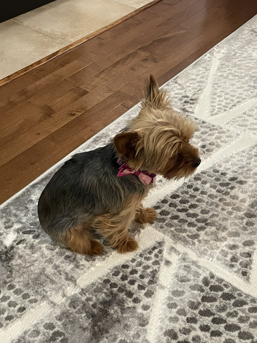 Lille1947's tweet photo. Iโm not a big fan of house cleaning day! Vacuuming is not cool, in my opinion! Hurry up and finish!
#cleaningday #dogsoftwitter #earsback #unhappy https://t.co/d2Wwr7slTW