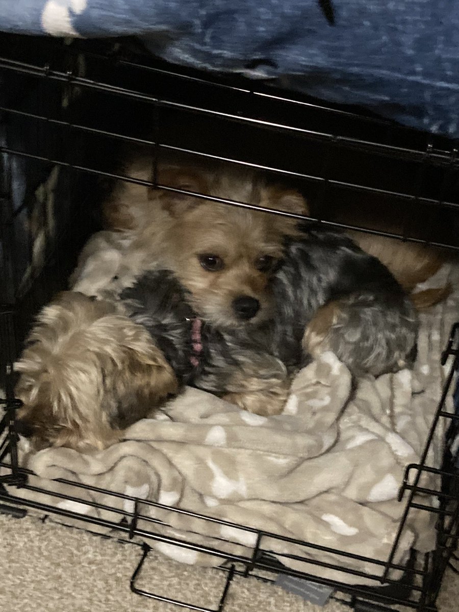 StephMarie015's tweet image. They’re each other’s best friend 

(also they do each have their own crates but just choose to cuddle)