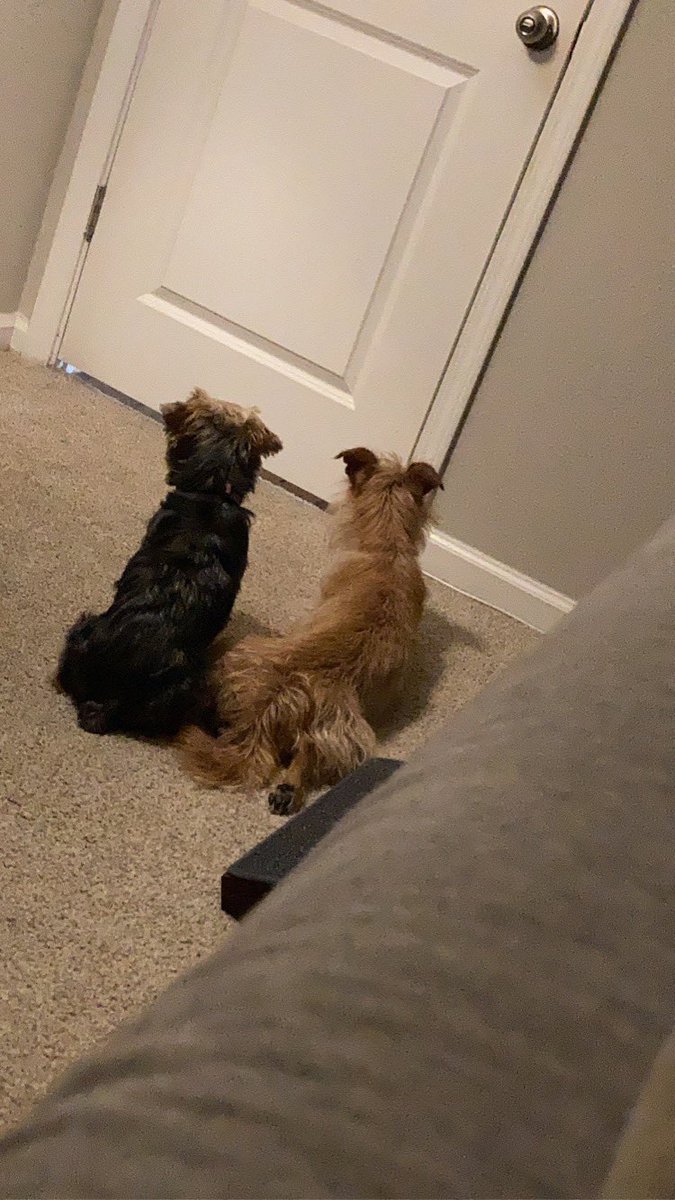 StephMarie015's tweet image. They’re each other’s best friend 

(also they do each have their own crates but just choose to cuddle)