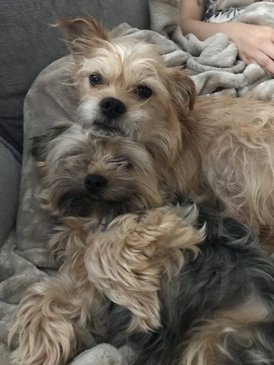 StephMarie015's tweet image. They’re each other’s best friend 

(also they do each have their own crates but just choose to cuddle)