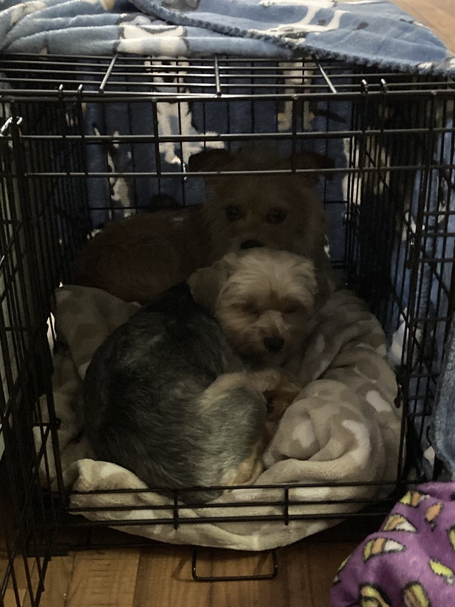 StephMarie015's tweet image. They’re each other’s best friend 

(also they do each have their own crates but just choose to cuddle)
