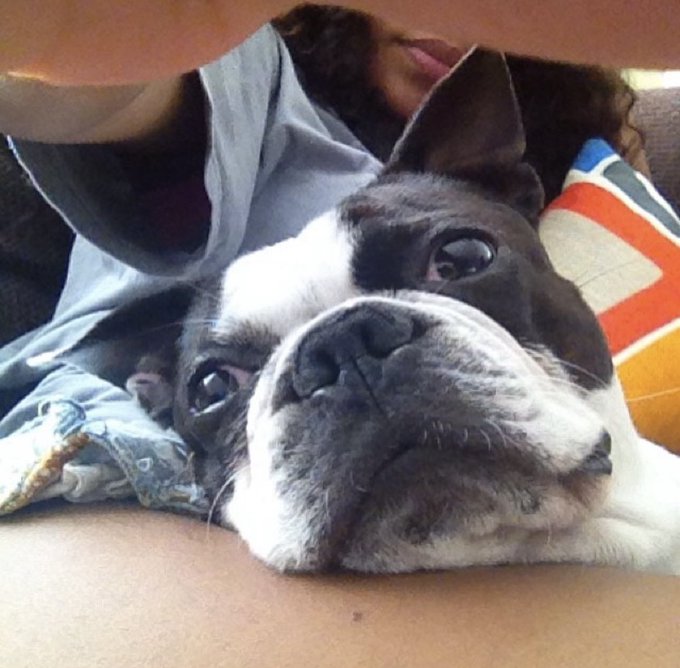 Rest In Peace Bo. You will forever be loved and missed. &hearts;️2009-2022&hearts;️ https://t.co/sRdtTap0gh<a href="/tag/playmatesisters"class="tags"><span>#playmatesisters</span></a>