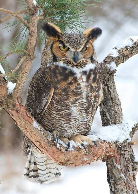 KatanaHugo's tweet image. Your owl for tonight!
#photos #photography #birds #owls