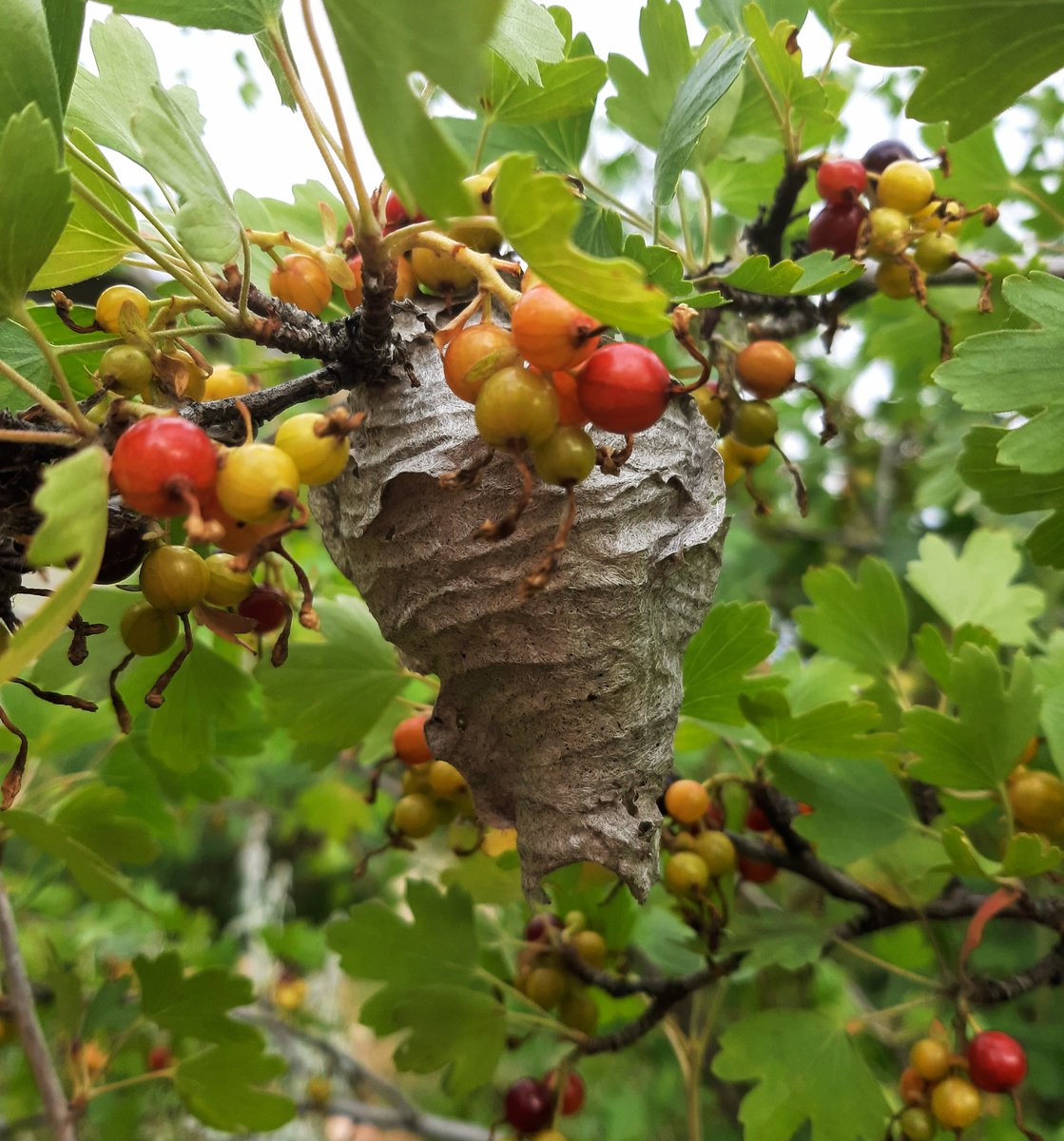 Bitterrootcabin's tweet image. 