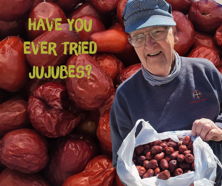 Gleaning Network Manager, Clay, and trustee volunteer, Tom, were doing a routine produce pickup at the 18broadway urban garden when they spotted these beauties and had to get to pickin'. They added the harvested jujubes to <a href="/CrossLinesKCKS/">Cross-Lines</a> delivery for the day! #gleaningforgood