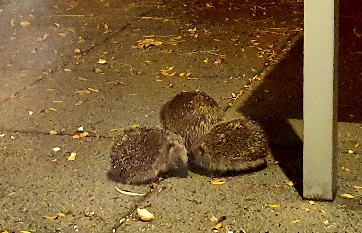 Hittepetwit's tweet photo. 20/10/22 Drukte in de tuin in Haagse Beemden #Breda #egel https://t.co/RpneTWHait