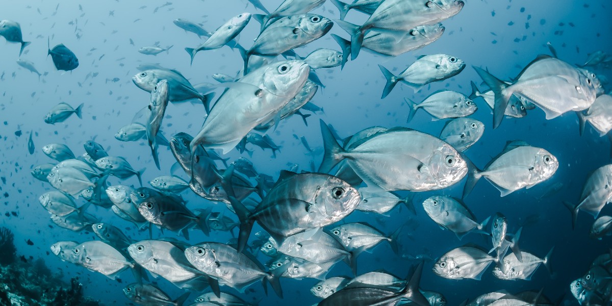 MLRProject's tweet image. Tell us in the comments what you do to protect the big blue! 🌎