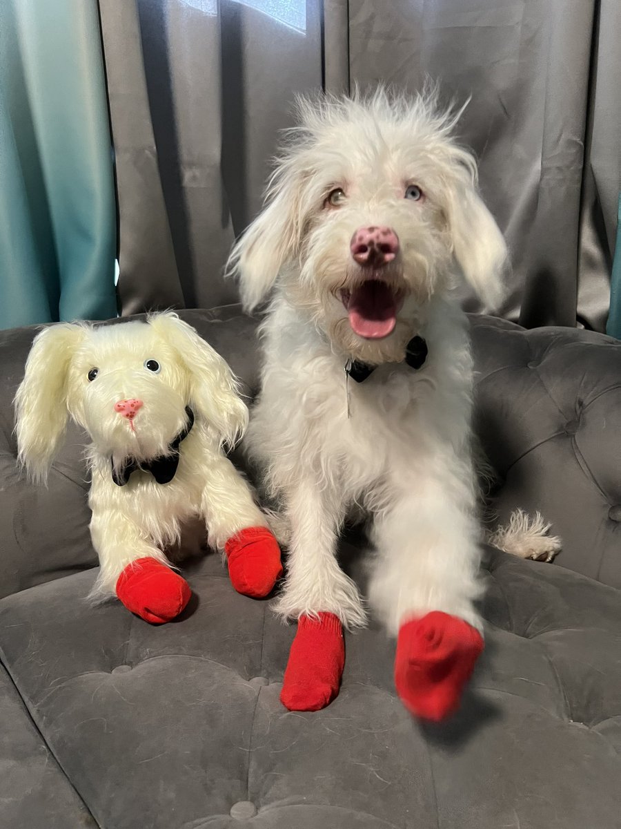 TheHerdHouse's tweet photo. Pre-order Ltd AC PUPPY STUFFIES ARE NOW AVAILABLE.
I’m not as big as other accounts. I need to sell 25 up front. Refunds if goal fails. Orders are tax free. I’m not making a profit. I’m making joy. 
You may add a donation if you care to.
https://t.co/n7sRrjGdtl https://t.co/6iHywyTuKe