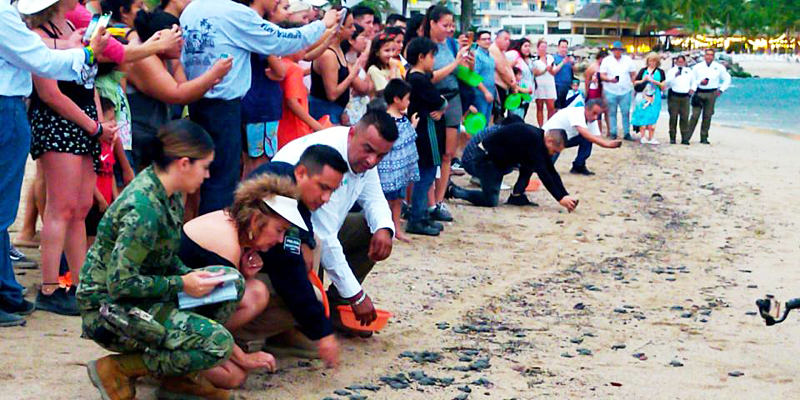 pvTeamAngels's tweet photo. Hundreds of Baby Turtles Released on Playa del Holi
https://t.co/CbSaEotKX5 #PuertoVallarta #turtlerelease #turtle #ecology #marinelife #marinelifeconservation #turtlelove https://t.co/OTIJ5yfhBV