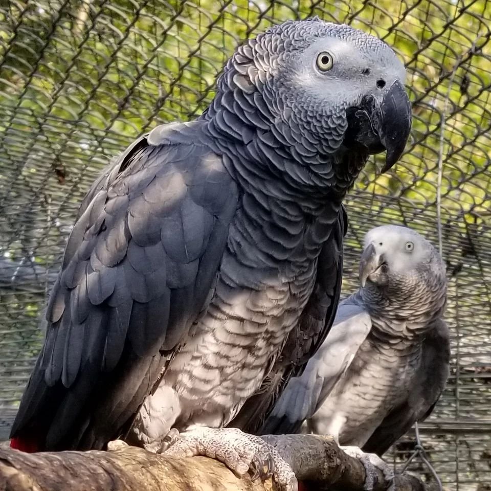 garuda_aviary's tweet photo. We have some models in our midst. 

Mcgyver and Amita 😍 https://t.co/RZA5ohzKU0