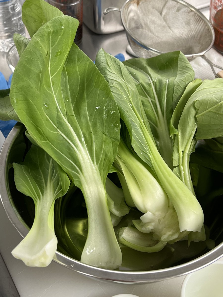 ⁦@UF_FSHN⁩ The #bokchoy is beautiful!  Fresh from the farm as the required ingredient for #MasterChef Competition #FoodWeek2022 ⁦@UFCALS⁩ ⁦@UF_IFAS⁩ #Foodisourmiddlename