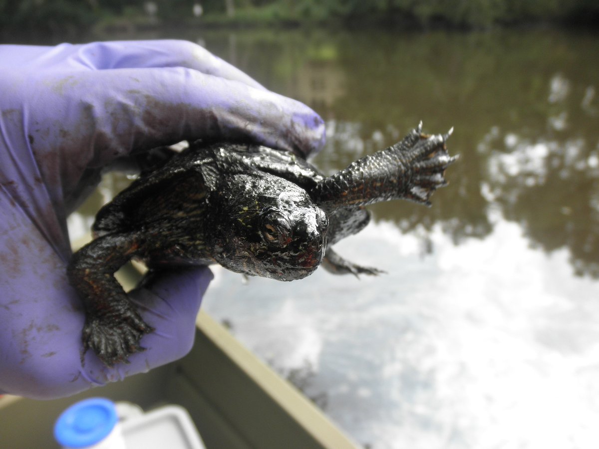 wildlifesociety's tweet photo. When northern map #turtles became impacted by an oil spill, biologists and volunteers set out to help clean them off and rehabilitate them. Their efforts helped the turtles survive. https://t.co/O75Ulis577 @UToledo #NorthernMapTurtle https://t.co/DK6jDKzYF4