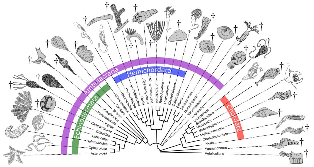 Dr. Davey F. Wright ⛏️🦕🧬 (@davey_f_wright) on Twitter photo A short short post summarizing our new paper in Biological Reviews on the origin and evolution of deuterostomes! <a href="/KNanglu/">Karma Nanglu</a> <a href="/csout0/">Camilla Souto</a> <a href="/LenaDoesScience/">Dr. Leptaena (Selina Cole)</a>
daveyfwright.wordpress.com/lab-news/ A short short post summarizing our new paper in Biological Reviews on the origin and evolution of deuterostomes! <a href="/KNanglu/">Karma Nanglu</a> <a href="/csout0/">Camilla Souto</a> <a href="/LenaDoesScience/">Dr. Leptaena (Selina Cole)</a>
daveyfwright.wordpress.com/lab-news/