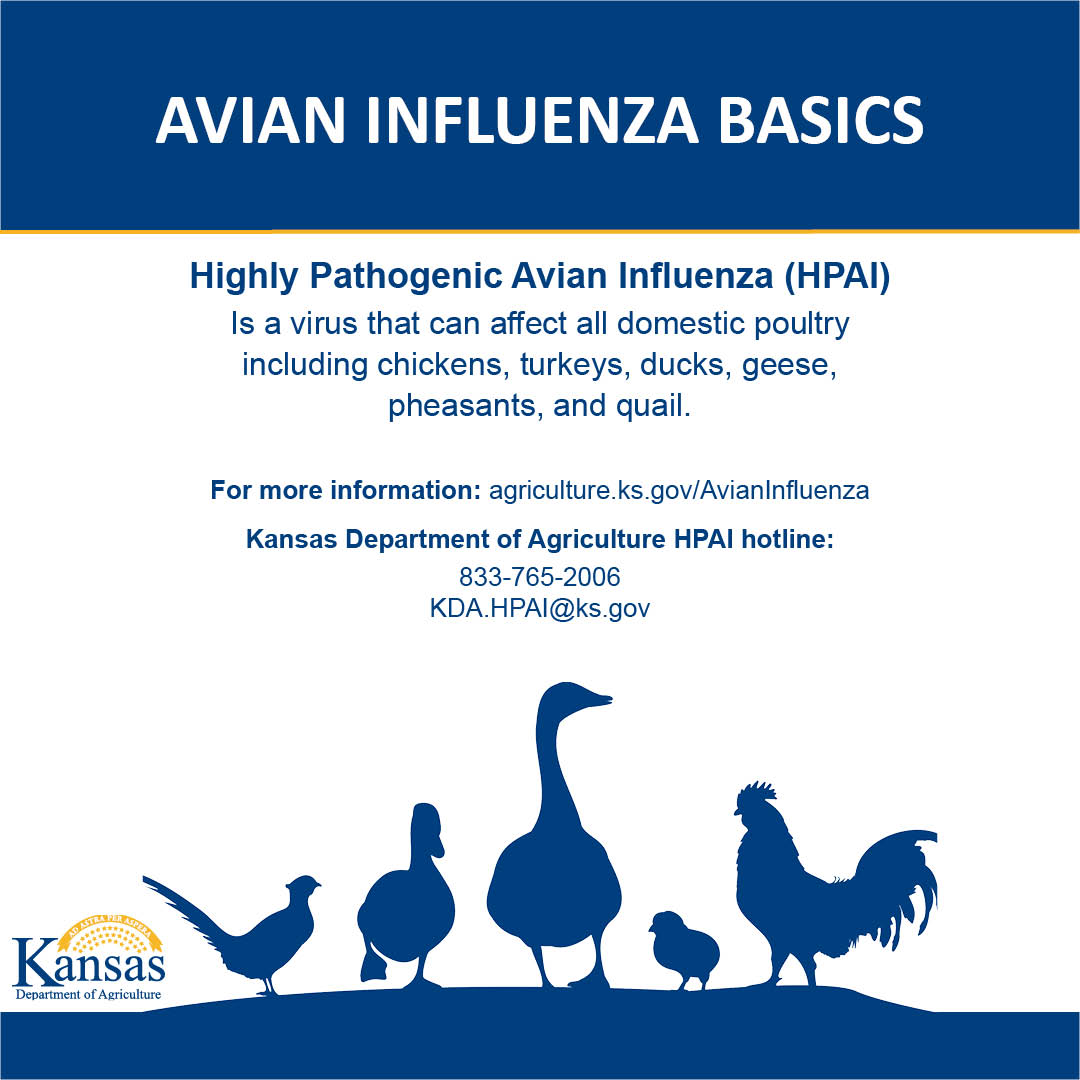 KansasDeptofAg's tweet photo. Dr. Justin Smith: “[We know] that all counties are susceptible to HPAI because the risk is from the wild birds traveling across the state. If you have not yet taken steps to protect your backyard flocks, now is the time to take this threat seriously.” https://t.co/wtrhv0fC3n https://t.co/LtNeDAocai