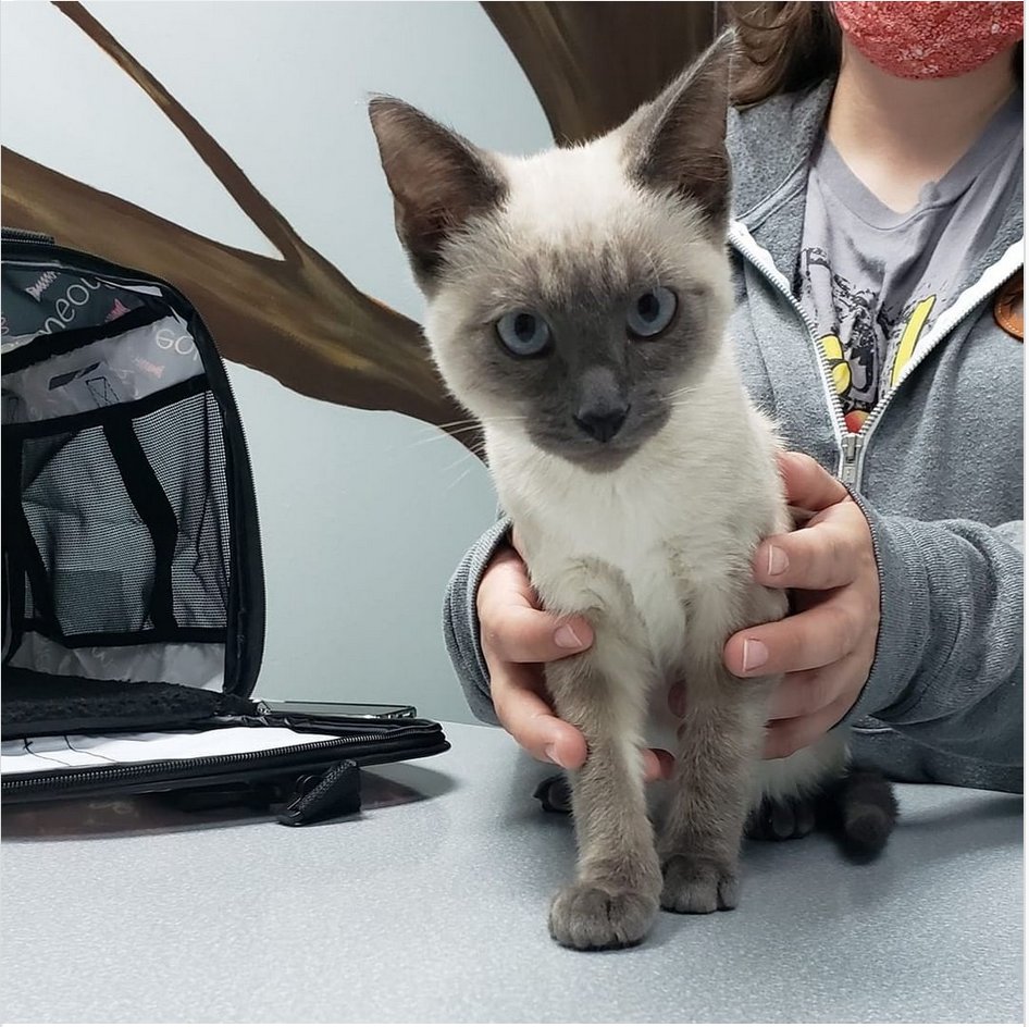 DrMonContreras's tweet photo. It's Breed Guessing Thursday! Take a guess as to what breed this sweet feline is! Answer later today! https://t.co/TzwwWRWNNz