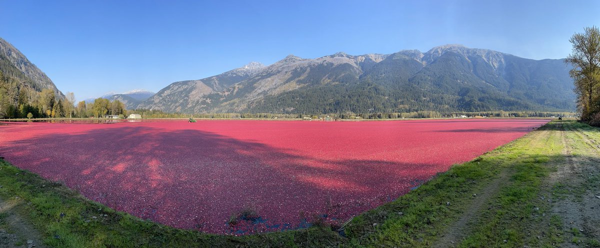 WDaveWatt1's tweet photo. Cranberries Floated ready for Harvest Pitt Meadows BC https://t.co/msAKsiV7Hc