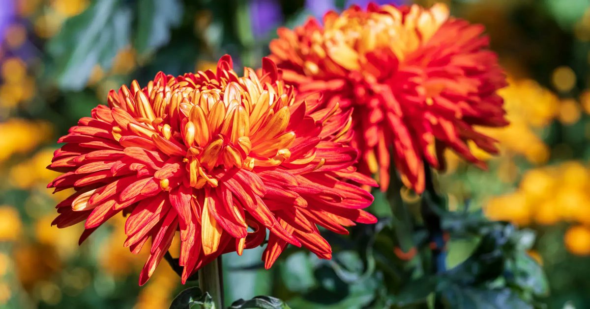This bloom is called the 'Paint Box' mum! This disbud mum falls into the classification of reflex, meaning that the outer florets point downwards and overlap, similar to bird plumage. Learn more: phipps.conservatory.org/calendar/detai… Photo © Phil Johnson II