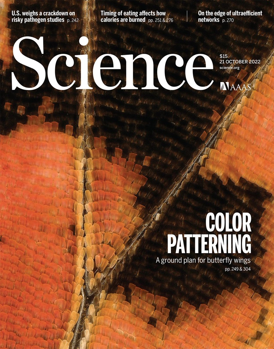 Dr. Anyi Mazo-Vargas (@anyimazo) on Twitter photo 1. Our new #EvoDevo and Wnt gene regulation paper is out in <a href="/ScienceMagazine/">Science Magazine</a>. We used #ATACseq and #CRISPR to study the evolution and role of cis-regulatory elements (CREs) of a patterning gene in different species of #butterflies. 🧵🧵🧵Check the cover🔥
science.org/doi/10.1126/sc… 1. Our new #EvoDevo and Wnt gene regulation paper is out in <a href="/ScienceMagazine/">Science Magazine</a>. We used #ATACseq and #CRISPR to study the evolution and role of cis-regulatory elements (CREs) of a patterning gene in different species of #butterflies. 🧵🧵🧵Check the cover🔥
science.org/doi/10.1126/sc…