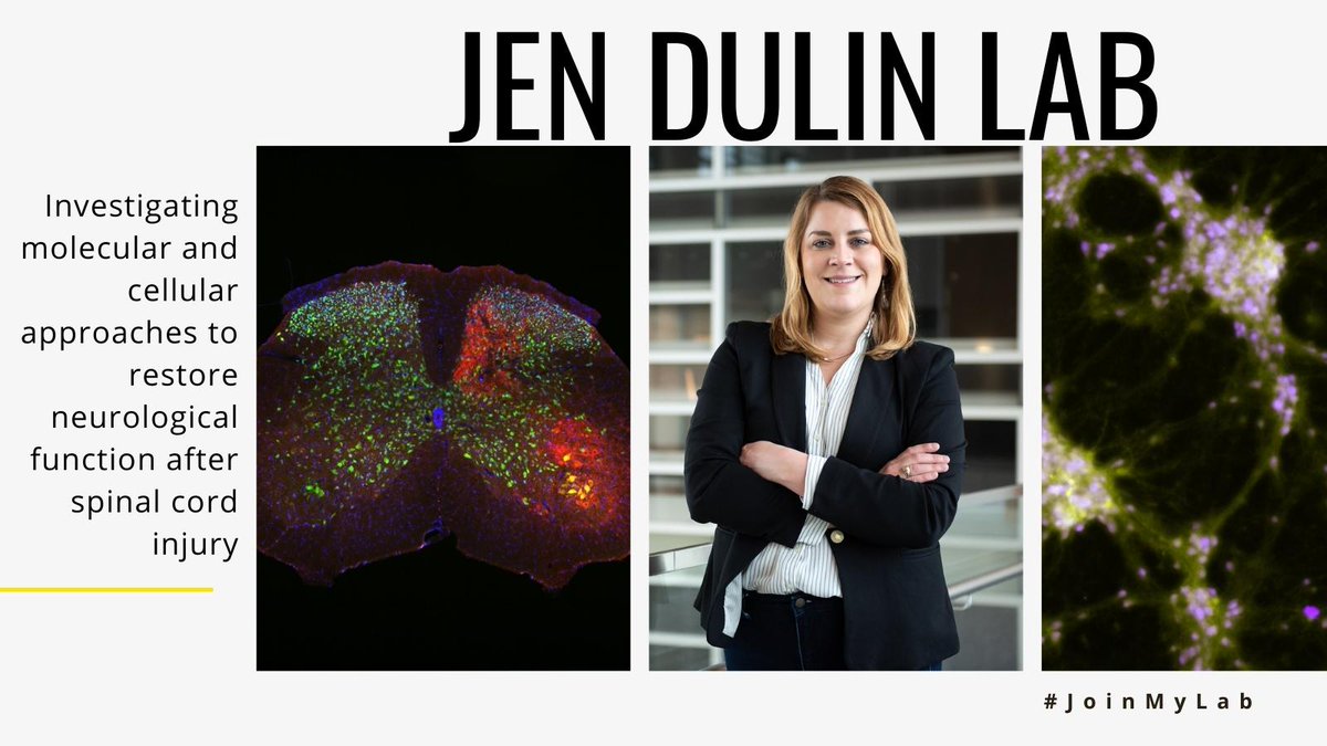 TAMU_Biology's tweet photo. The Jennifer Dulin lab wants you to #JoinMyLab! The Dulin lab investigates molecular and cellular approaches to restore neurological function after spinal cord injury. Learn more here: https://t.co/nQYO0Ik7YH https://t.co/Al5TNTxuS1