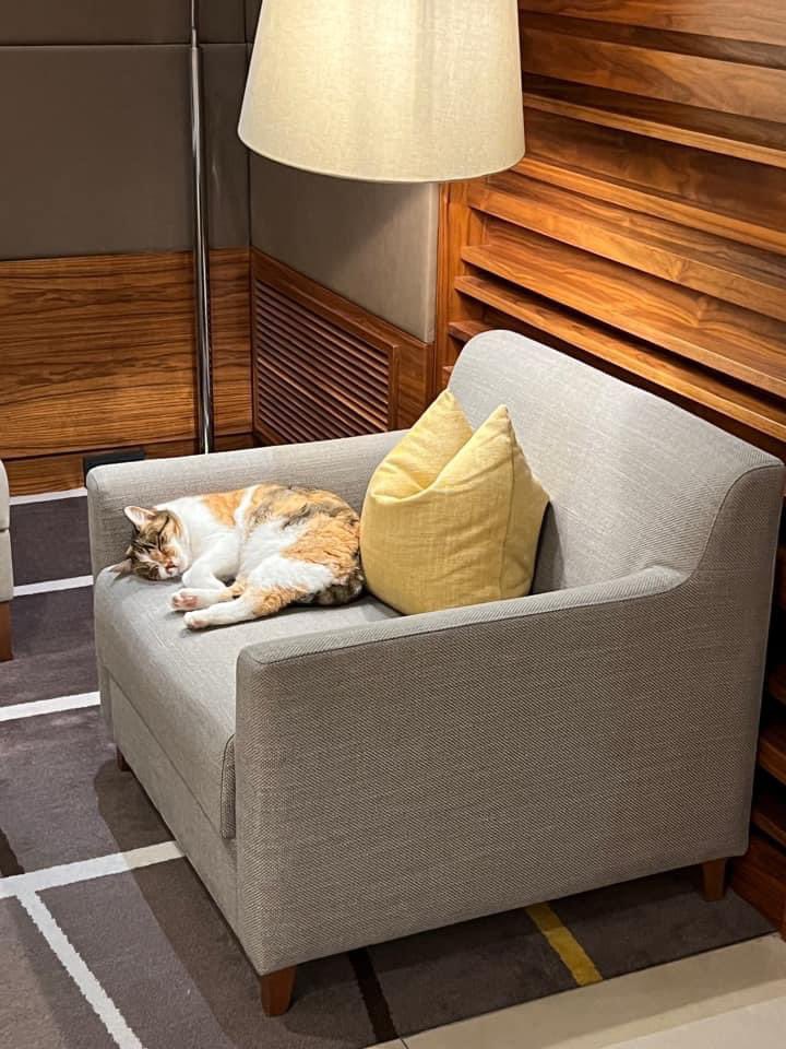 redsnail's tweet image. Hotel lobby cat. @CourtyardHotels Very chilled cat in Munich. #CatsOnTwitter #cat #jillythecat  @Number10cat