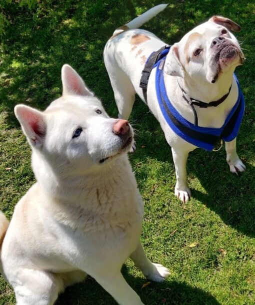 Please share to help Kato and Poppy find a FOSTER home together #CHELTENHAM #UK BONDED PAIR, looking for an adult home as the only pets, long overlooked now 💔 DETAILS OR APPLY👇 gawa.org.uk/pet/poppy-and-………… #dogs #pets