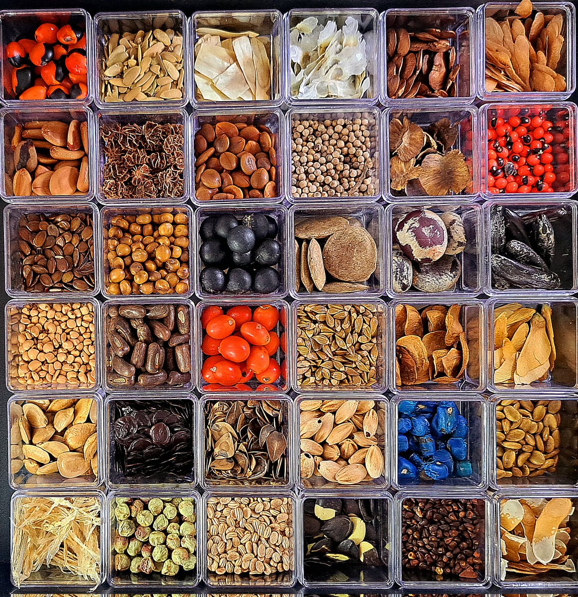 At the 19th National Science and Technology Week, the Seed Laboratory of the Botanical Garden of Rio de Janeiro presented the diversity of sizes, shapes and colors of seeds conserved in its Seed Bank.