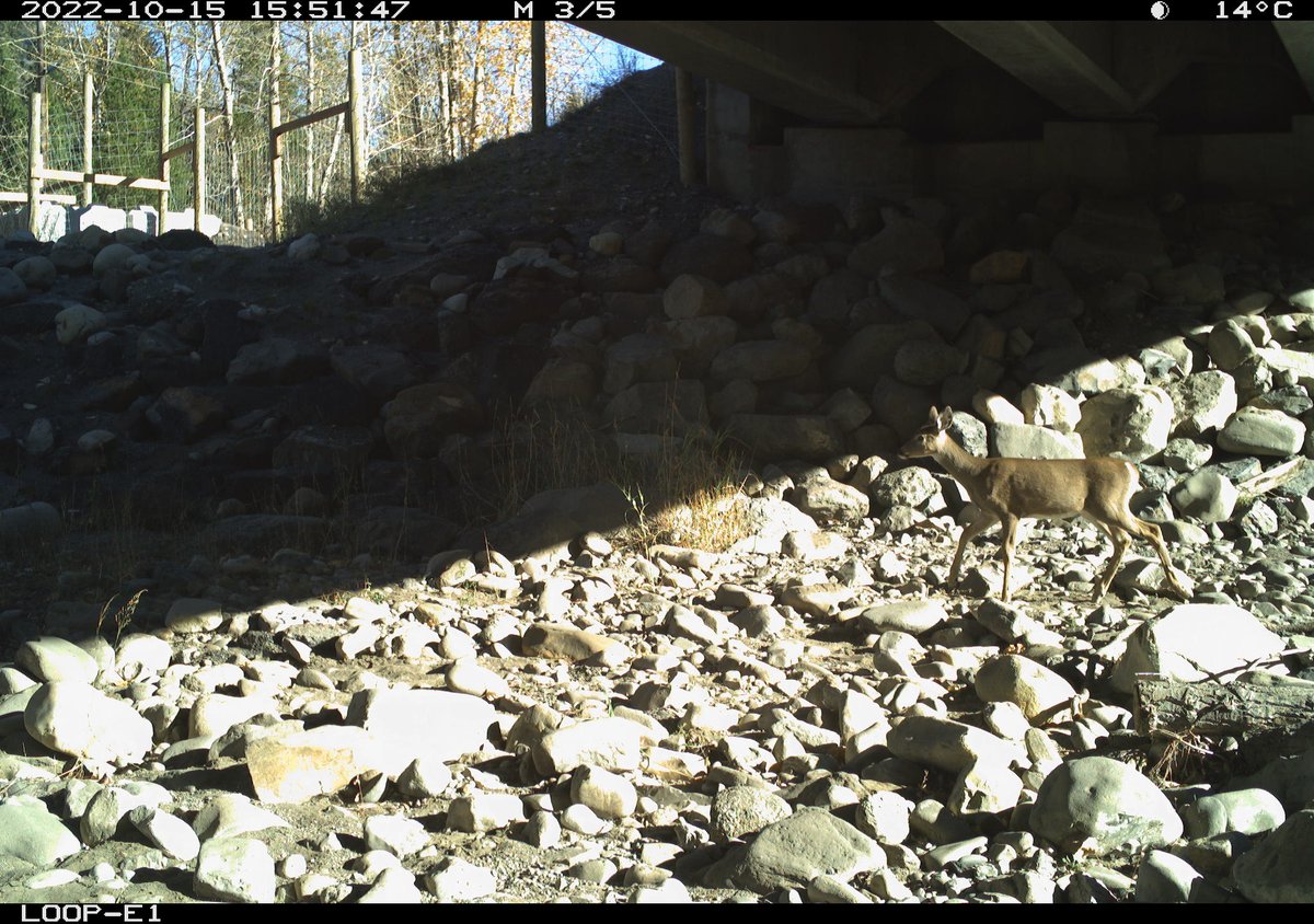 ClaytonTLamb's tweet photo. STOKED to see a major collaborative project come to life. Reconnecting the Rockies:BC broke ground w/ 2km of wildlife fencing along Hwy 3 this fall. HUGE thanks to partners helping to improve wildlife connectivity and survival, and motorist safety. Deer already using underpass 😍 https://t.co/pkWjmoBv29