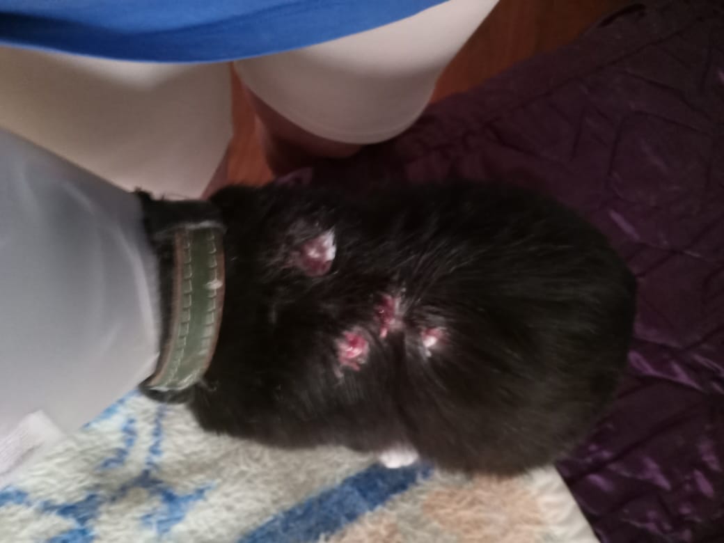 Shotarokujoh's tweet photo. POR FAVOR ME AJUDEM!

Meu gato Paolo contraiu uma doença chamada esporotricose, transmitivel através de mordidas e arranhões de outros gatos infectados, o vet disse que é uma doença grave e o tratamento vai de 6 meses a 1 ano.  Infelizmente a situação + https://t.co/GD8uJLmuq0