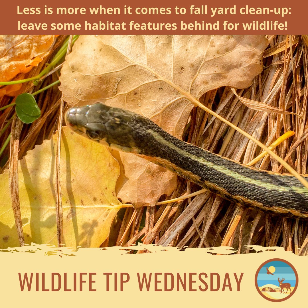 Leave behind leaves and pine needles, brush piles, and plants that have gone to seed to help promote wildlife success in your yard through the winter months! #wildlifehabitat #leavetheleaves #yardwork