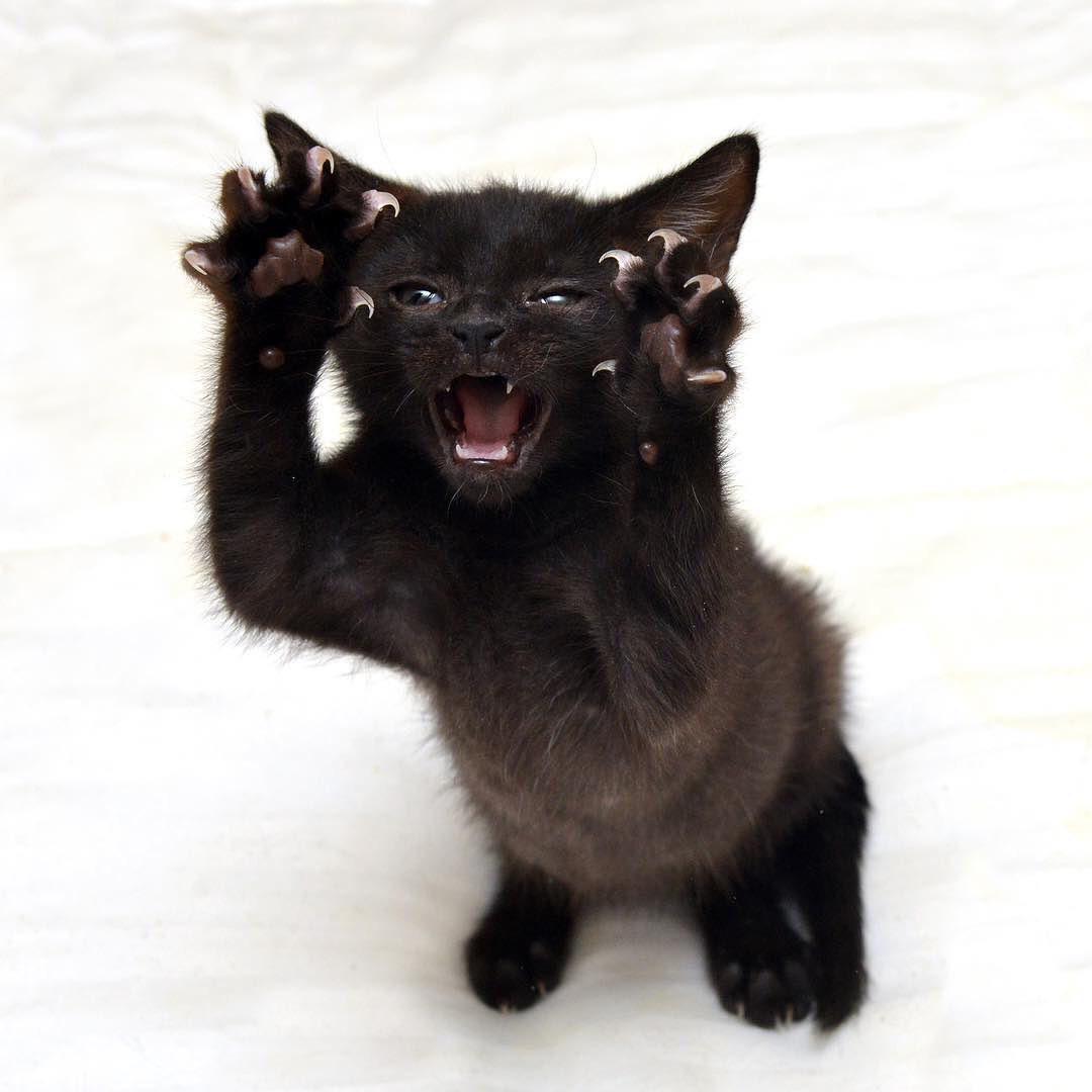 DontShowYourCat's tweet photo. JUMP SCARE https://t.co/6YXCHKEmct
