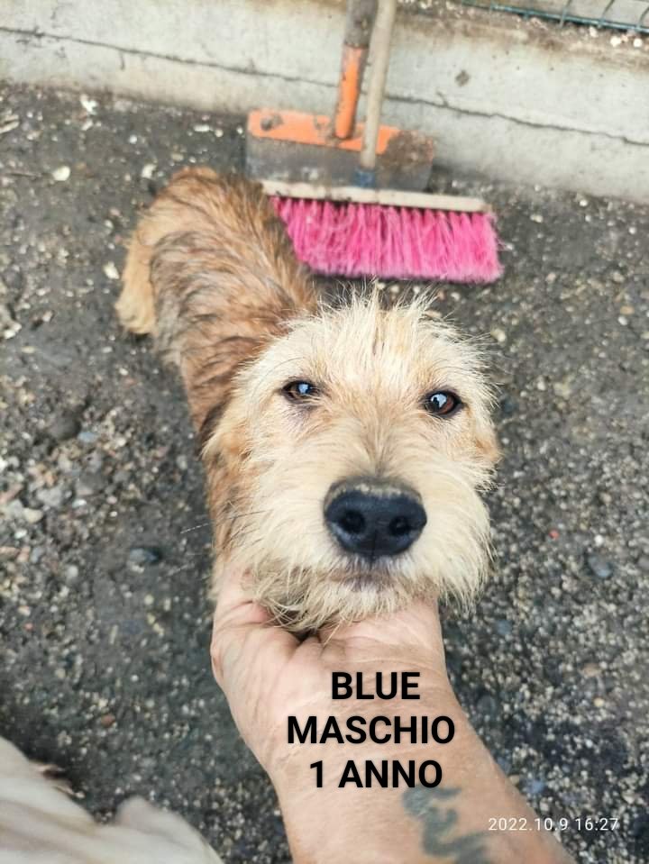 prijedoremergen's tweet photo. CANI CON I BAFFI CERCANO CASA.
Taglia piccola, giovani, socievoli. Due femmine e due maschietti, sterilizzati, vaccinati e pronti per essere adottati da famiglie amorevoli !
Si trovano nel nostro rifugio in Bosnia ma per buona adozione possono arrivare in Italia. https://t.co/wUly4Rfea6