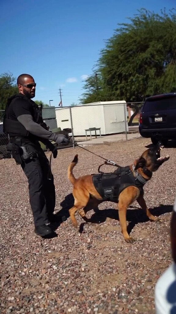 Mood 👉 @mcsoazk9 - Watch the K9 Storm Heat Study Video to learn more about how the Patrol Swat Vest is now PROVEN to not increase your dog’s internal body temperature when working. Link in bio ⬆️ #StormThroughAnything 📸 @mcsoazk9 ⚙️ K9 Storm Patrol… instagr.am/reel/Cj8l8AcpF…