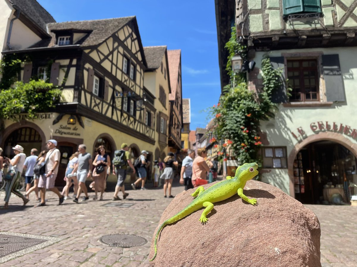 mrgreenlizard's tweet photo. No Šveices ieskrēju arī Francijā! Brīžiem kad nelīst lietus, saulē var pasildīt zaļo asti, līdz pat +23! Tūristi arī klīst vēl šortos un ķer Francijas dienvidu sauli. 🇫🇷☀️🦎 #riguewihr #france https://t.co/wghRDEHOpd
