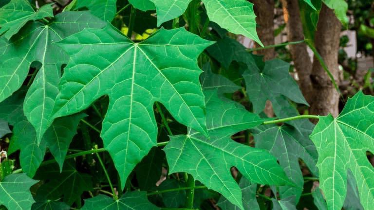 RareFruit_PB's tweet image. March 26 isn’t just about Fruit Trees.

We will also have a large selection of tropical leafy perennial plants and herbs from a host of local growers.
Some of the best food for optimal health you can grow yourself will be available to purchase.

#rarefruit #rarefruittrees